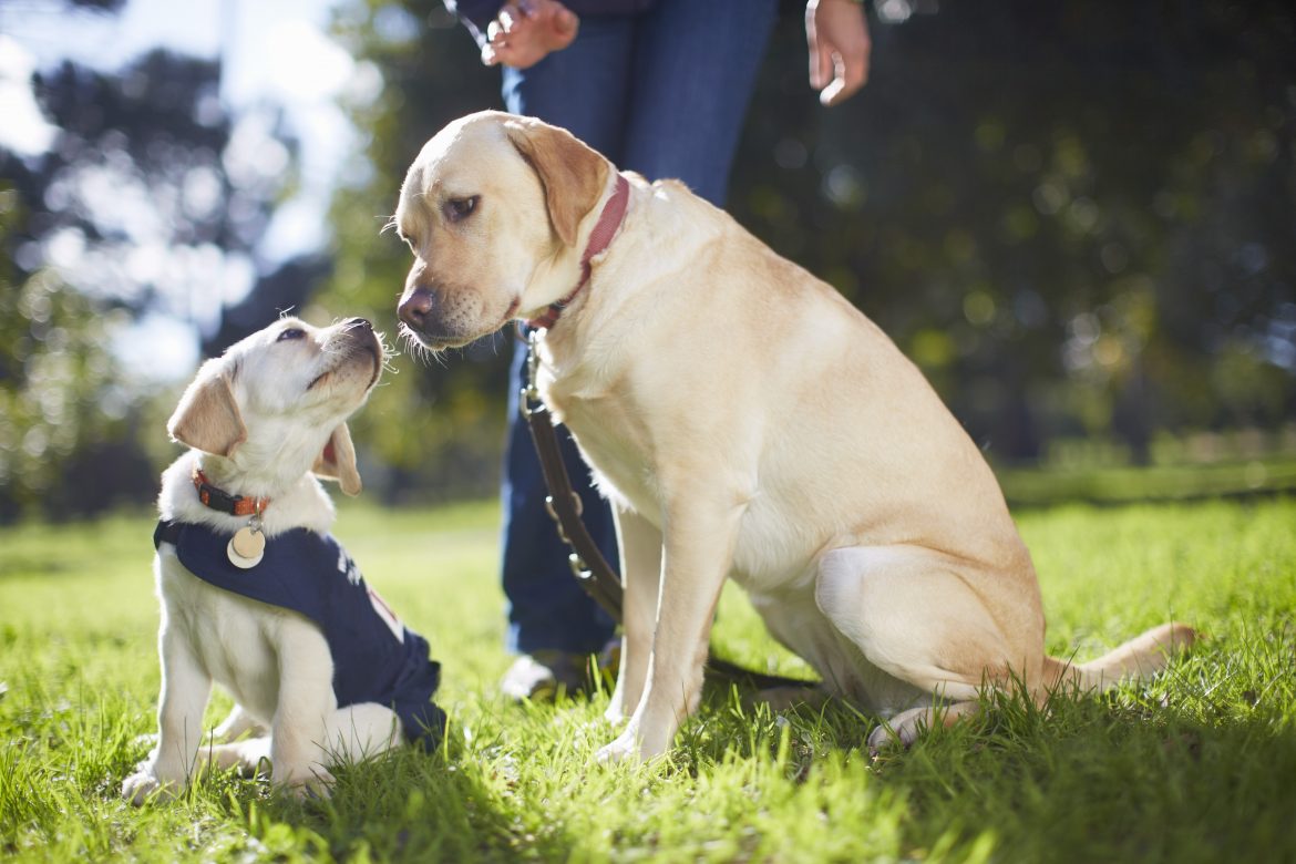 Discovering the Best Collar for Dog Training Success